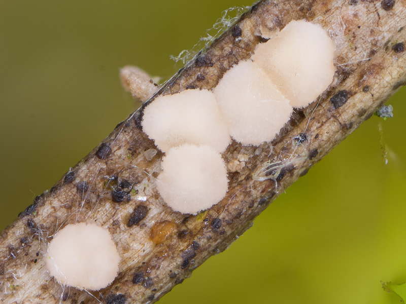 Pseudohelotium pineti